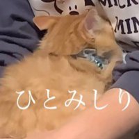 イカ耳になっている子猫の後ろ姿