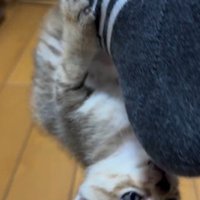 人の足に掴まってぶら下がっている子猫