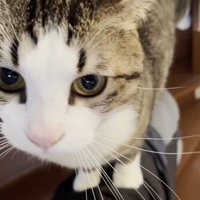 膝の上に乗る猫