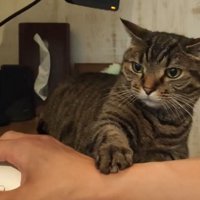 マウスを握る飼い主の腕に手を乗せて動かす猫