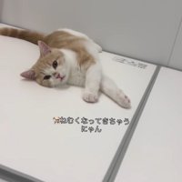 浴槽の蓋の上に寝転がって目を細める子猫