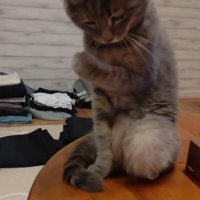 机に座る猫