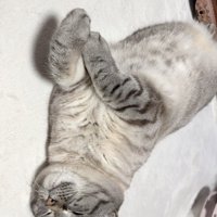 お腹を出してくつろぐ猫