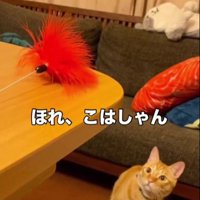 猫じゃらしで遊ぶ猫