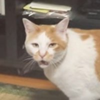 鳴き出す猫