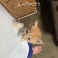 人の体をよじ登る子猫