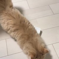 床をホリホリする猫