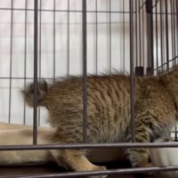 ケージの中の子猫