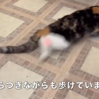 歩く猫の後ろ姿