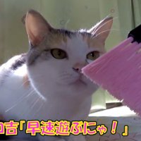 ミニほうきの匂いを嗅ぐ猫