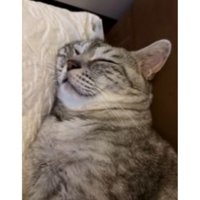 寝ている猫