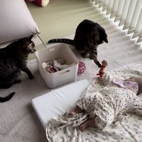 赤ちゃんが持つオモチャを肉球を閉じて触る猫