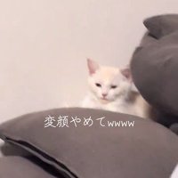 目を細める猫