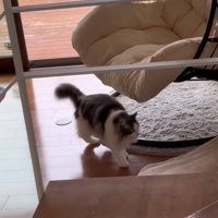 チェアから離れる猫