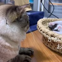 仰向けになる子猫