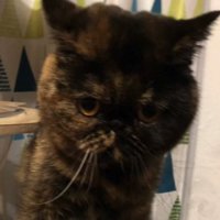 サビ猫の顔アップ