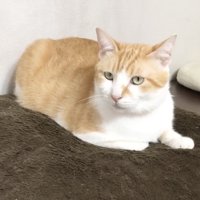 くつろぐ先住猫