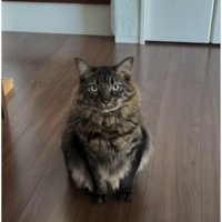 室内にいる猫