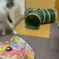 遊んでいる猫