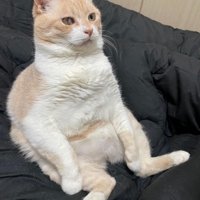 人間みたいに座る猫