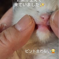 歯を見られている子猫