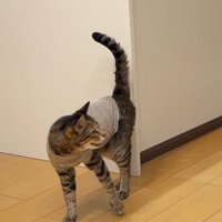 赤ちゃんに鳴き声をあげる猫