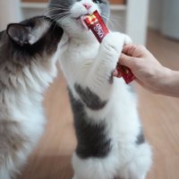 オヤツを食べて嬉しそうな表情を浮かべるブリティッシュショートヘアー