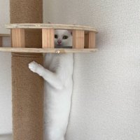 頭を隠す猫