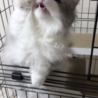 飼い主が持っている皿に前足を伸ばす猫