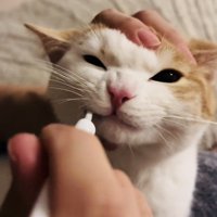 パパに歯磨きをされるマンチカン