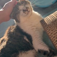 頭をなでられる猫