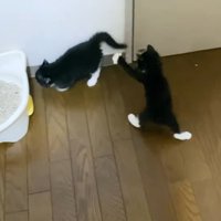 2匹の黒白子猫（左に猫トイレ）