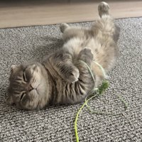 おもちゃを握ったまま寝るマンチカン