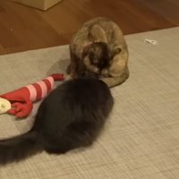 サビ猫が黒猫の頭を舐める