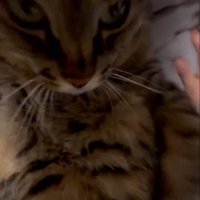 猫に覆い被さる撮影者