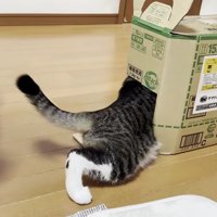 段ボール箱に入っていく猫と横で見ているハチワレ猫