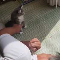 くつろぐ猫