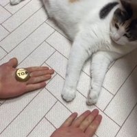 手を広げて正解発表するところを見つめる猫