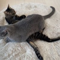 室内にいる猫たち