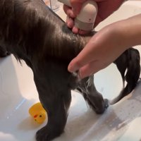 体を洗い流す猫