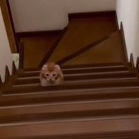 階段上にいる子猫
