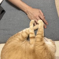 飼い主の手に手足を重ねる猫の様子