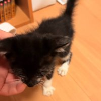 撫でてもらう子猫