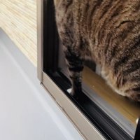 窓を開けようとするキジトラ猫