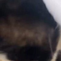 女性に近づく猫