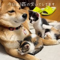 柴犬に遊んでほしい子猫たち