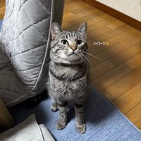 見上げる猫
