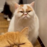 遠くを見つめる三毛猫