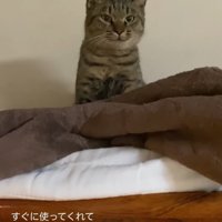 座る猫