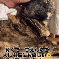 なでられる猫